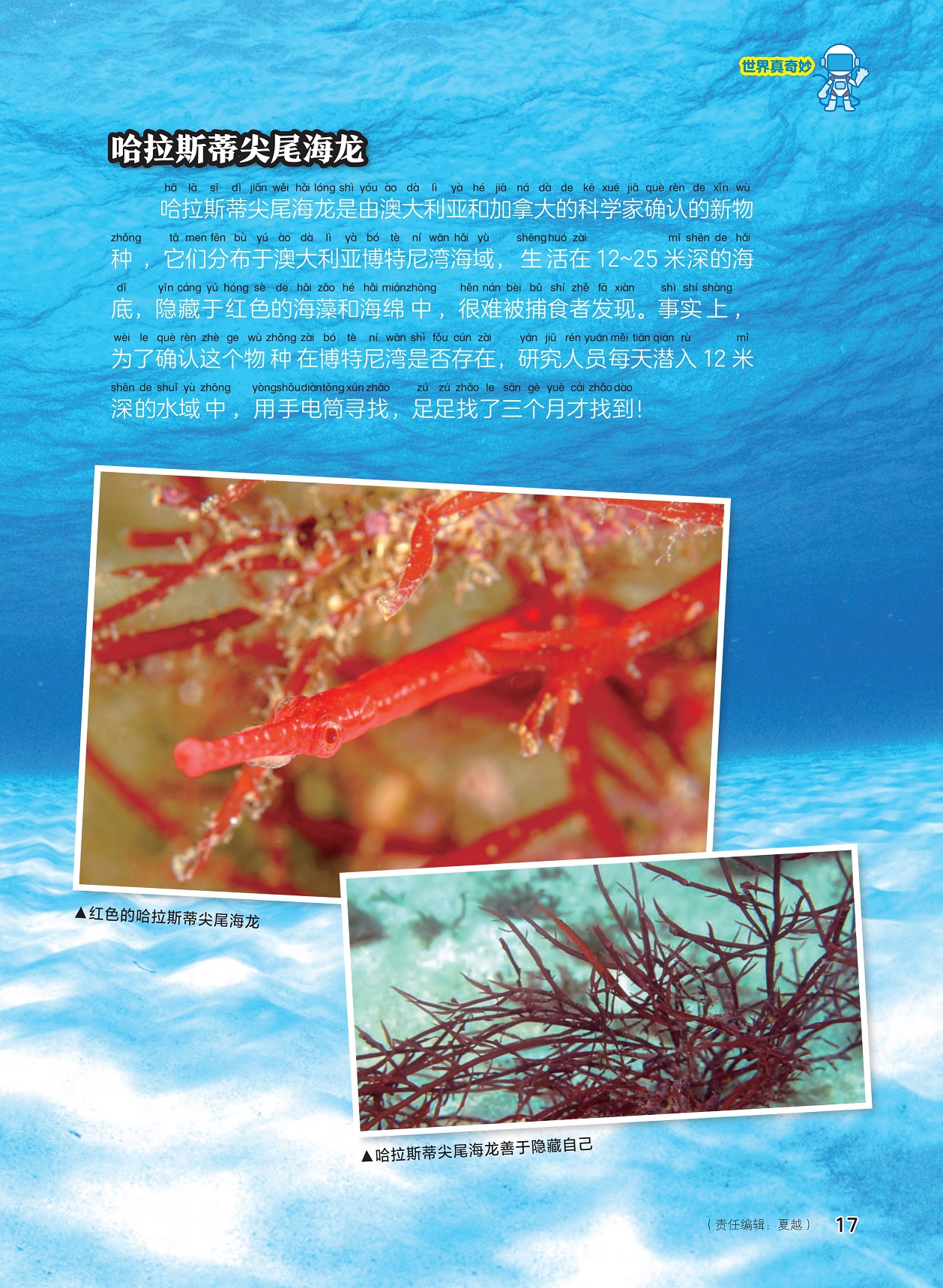 哈拉斯蒂尖尾海龙,研究人员寻找新物种