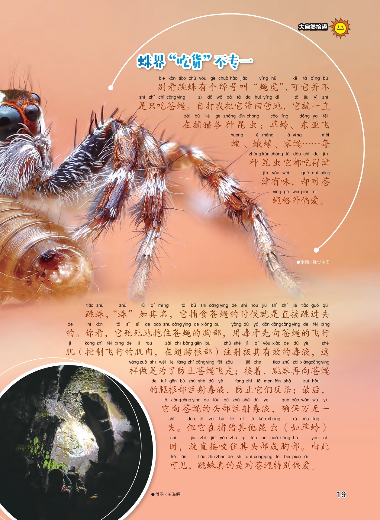 跳蛛的绰号,跳蛛捕食苍蝇