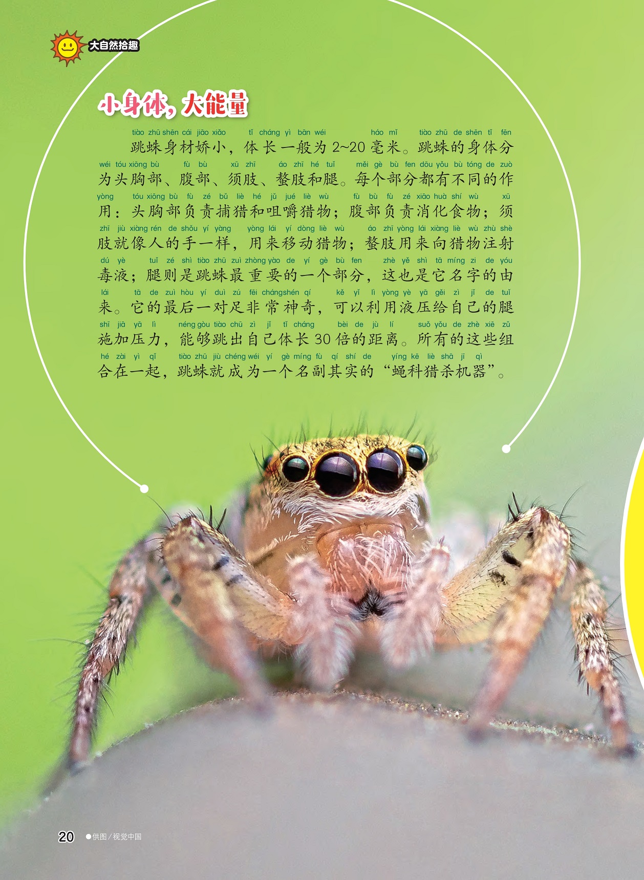 蝇科猎杀机器,跳蛛的身体结构