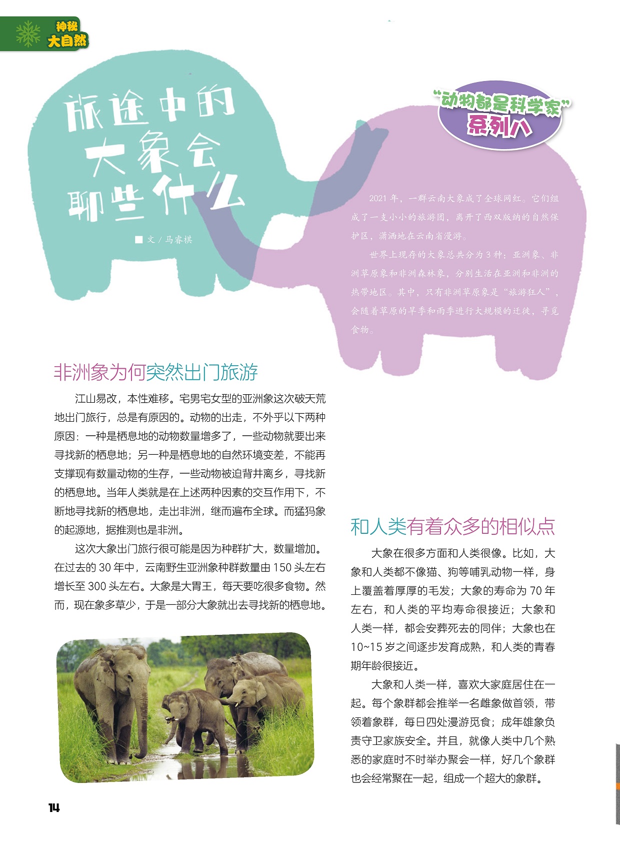 非洲象为何突然出门旅游,大象和人类有着众多的相似点