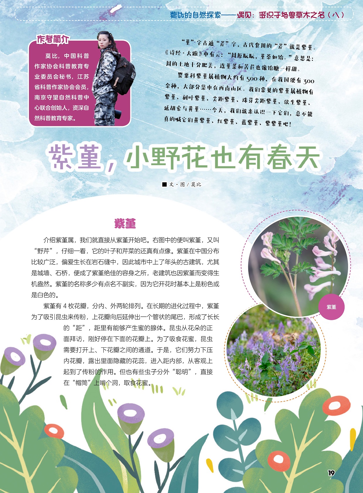 紫堇偏爱生长在岩石缝中,紫堇的传粉方式