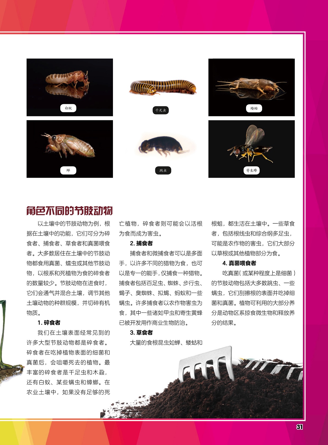 角色不同的节肢动物,土壤动物的种群规模