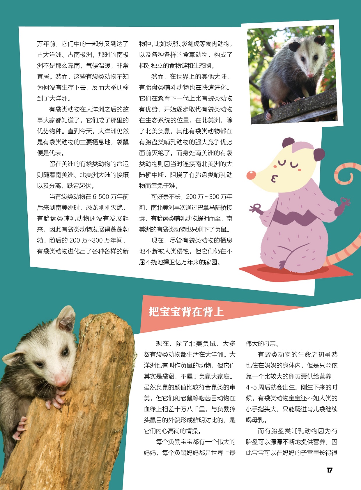 有袋类动物的主要栖息地,南美洲的有袋类动物只剩下了负鼠