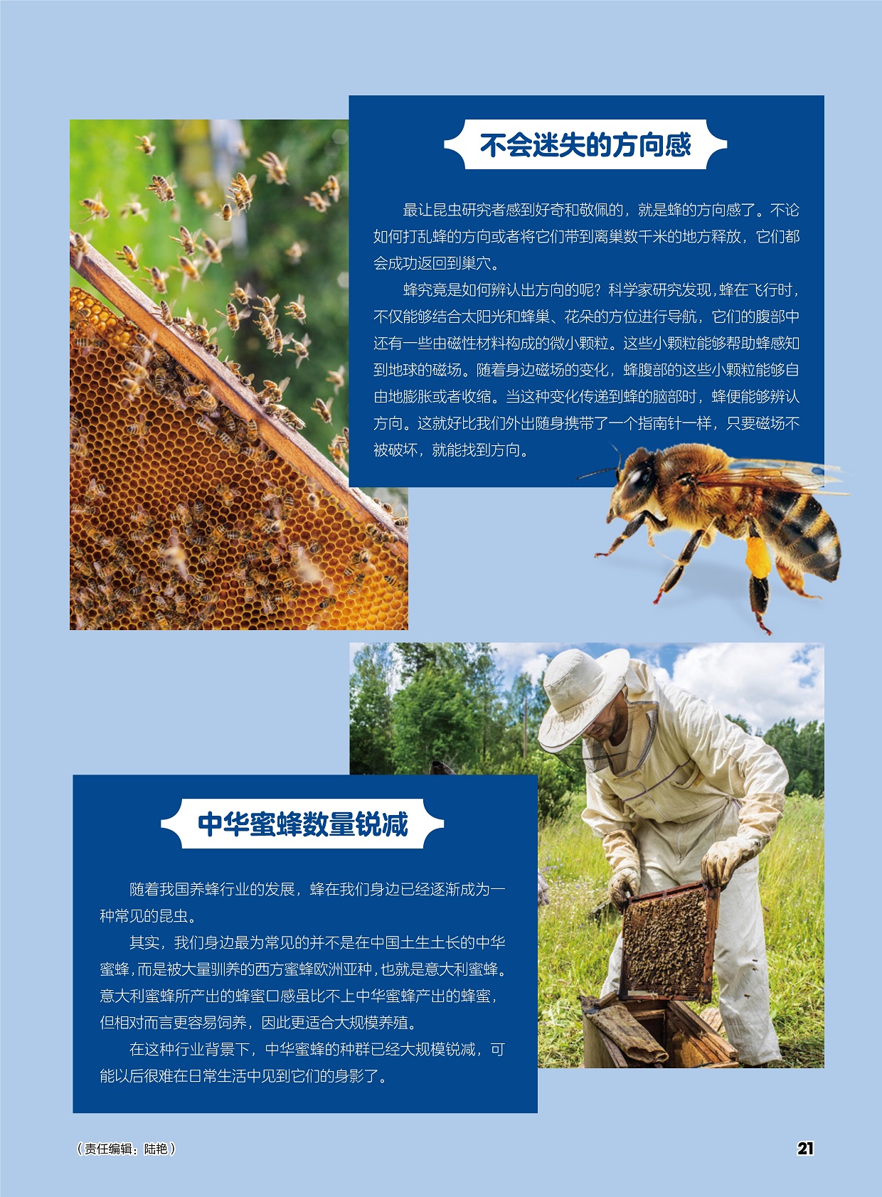 不会迷失的方向感,中华蜜蜂数量锐减