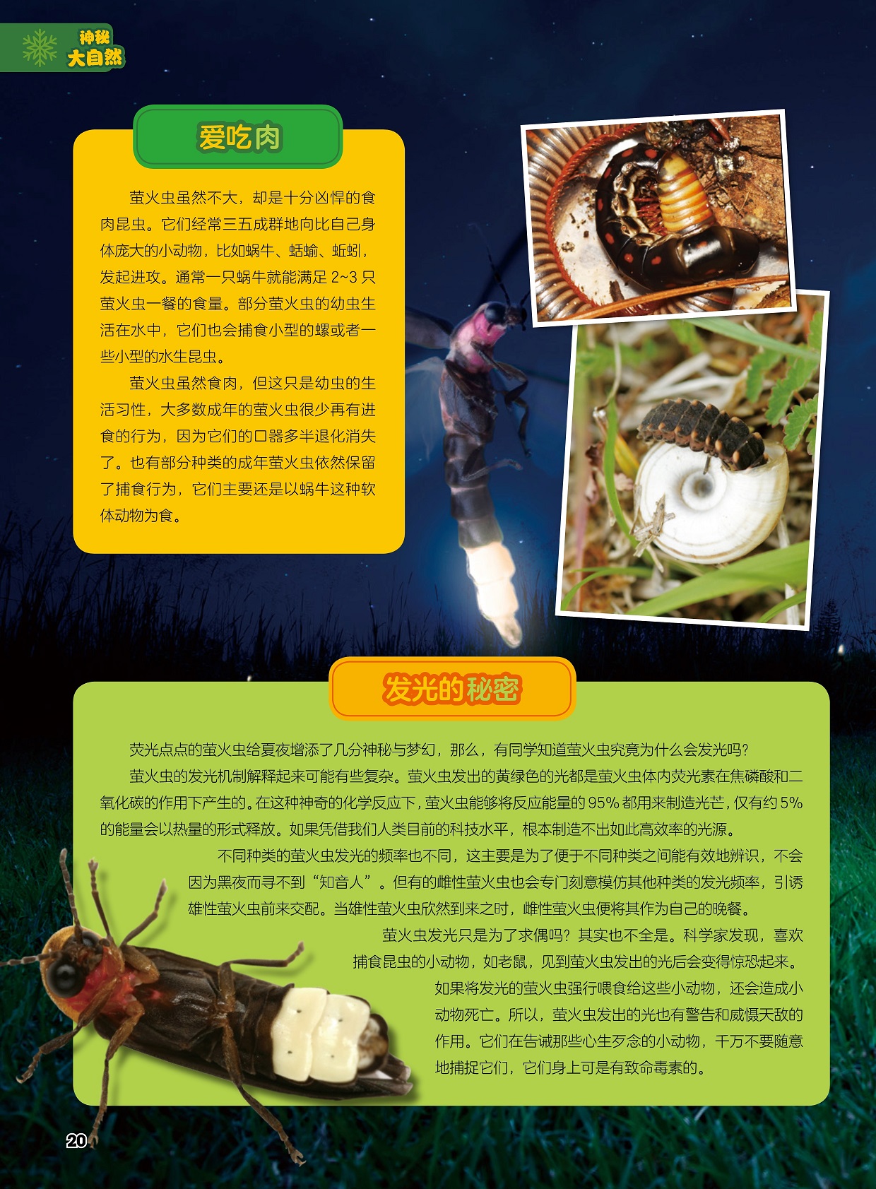 萤火虫是十分凶悍的食肉昆虫,萤火虫发出的光也有警告和威慑天敌的作用