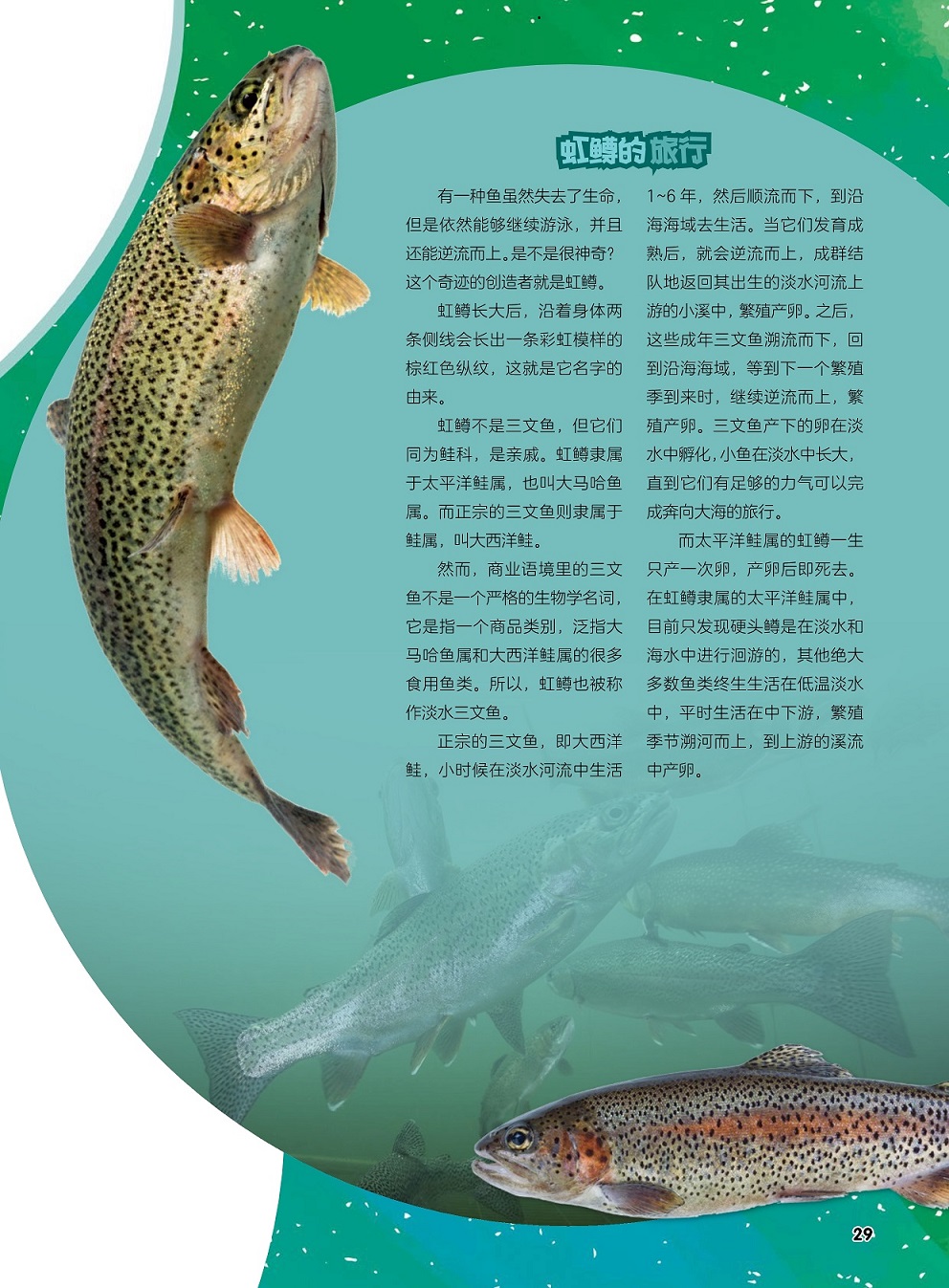 虹鳟不是三文鱼,太平洋鲑属的虹鳟一生只产一次卵