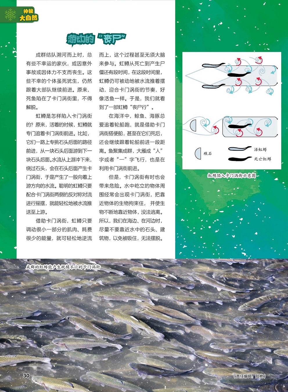 虹鳟是怎样陷入卡门涡街的,卡门涡街有时也会带来危险
