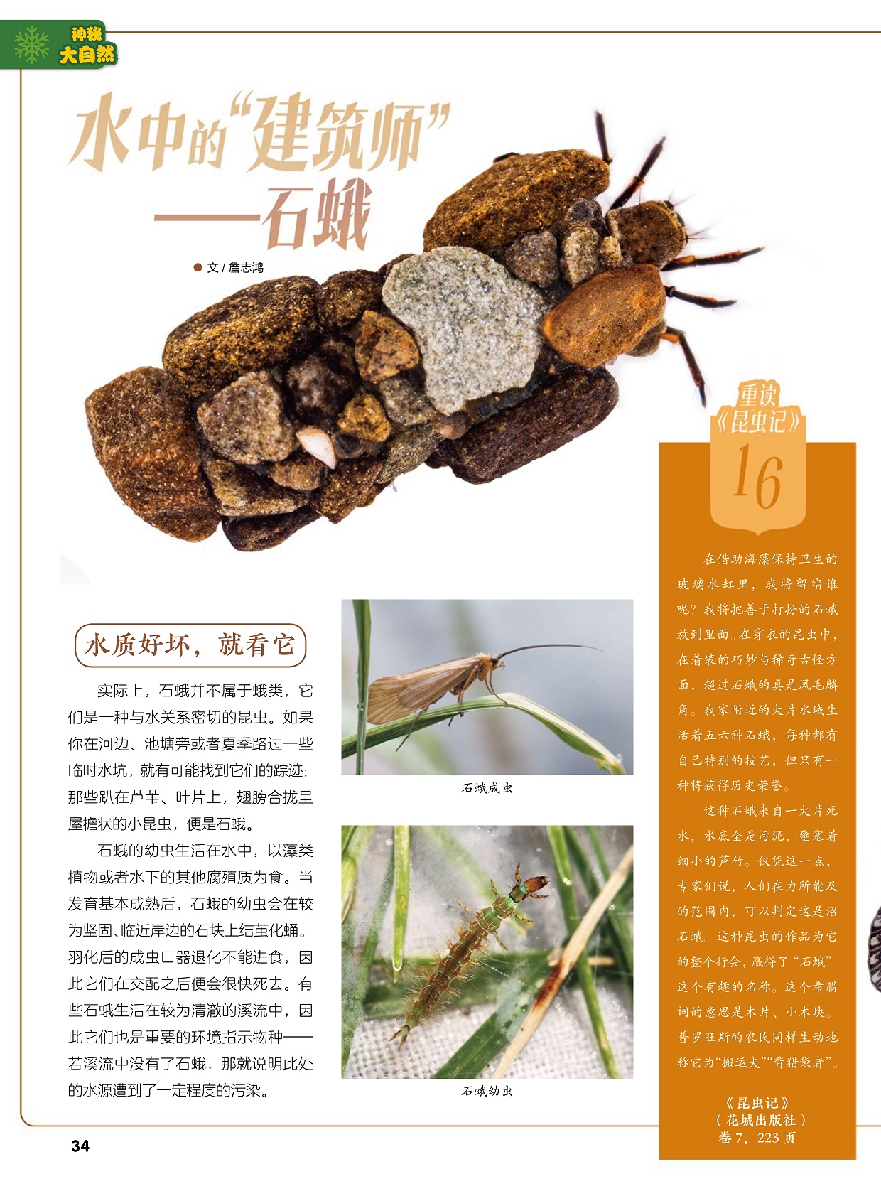 石蛾并不属于蛾类,石蛾的幼虫生活在水中