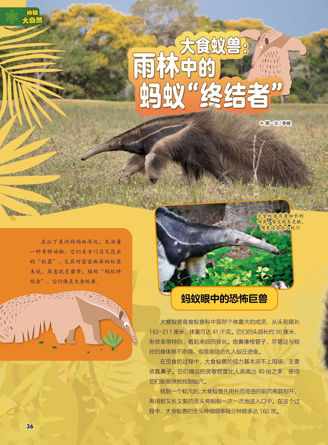 大食蚁兽是食蚁兽科中现存个体最大的成员,蚂蚁眼中的恐怖巨兽