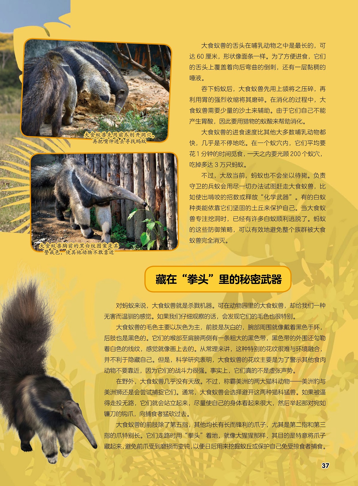 大食蚁兽的舌头在哺乳动物之中是最长的,大食蚁兽的毛色主要以灰色为主