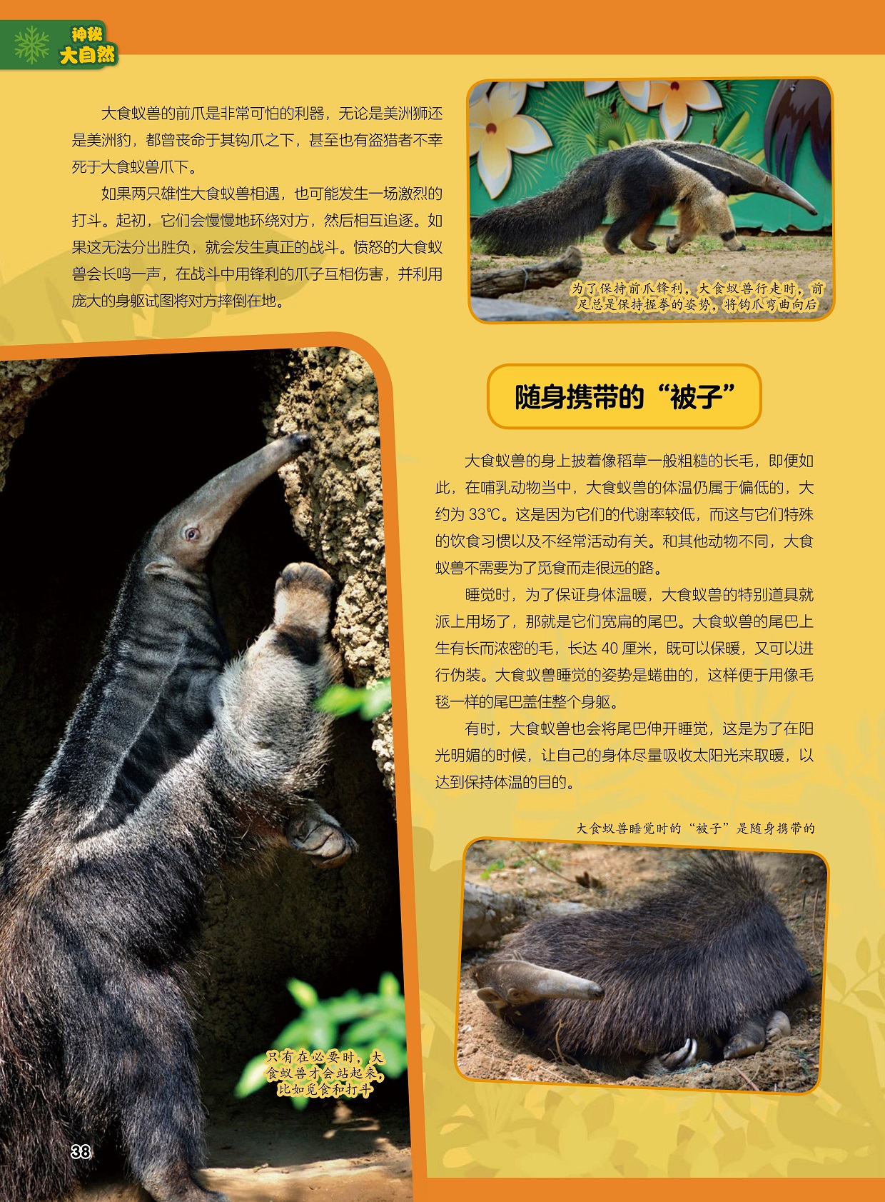 大食蚁兽的前爪是非常可怕的利器,大食蚁兽的身上披着像稻草一般粗糙的长毛