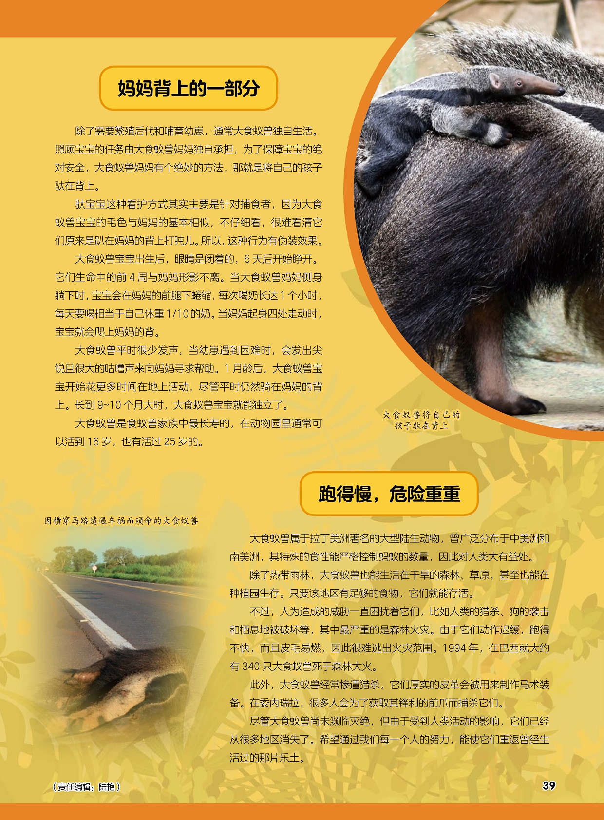 通常大食蚁兽独自生活,大食蚁兽属于拉丁美洲著名的大型陆生动物