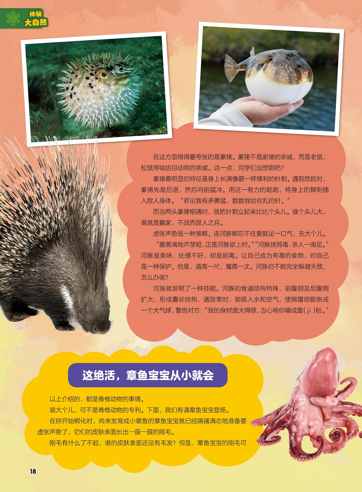 豪猪最明显的特征是身上长满像箭一样锋利的针刺,河豚的食道结构特殊