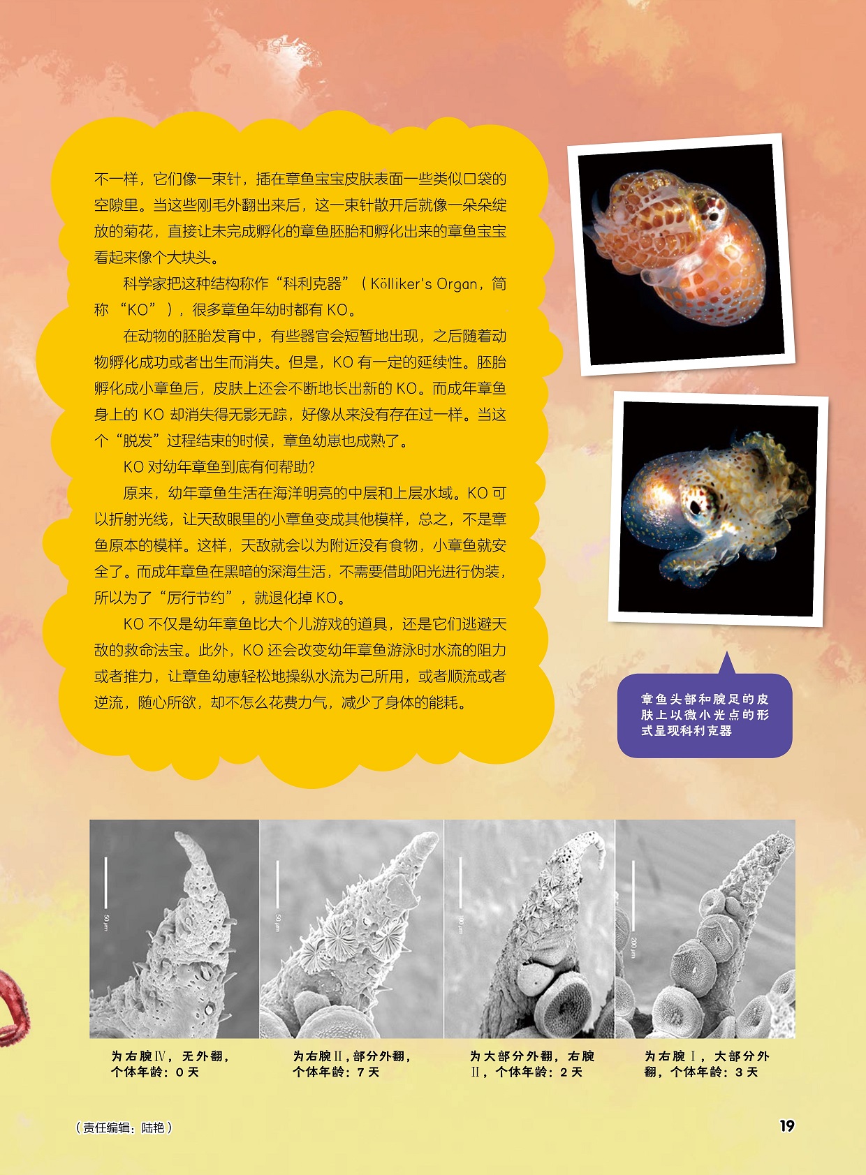 在动物的胚胎发育中有些器官会短暂地出现,幼年章鱼生活在海洋明亮的中层和上层水域