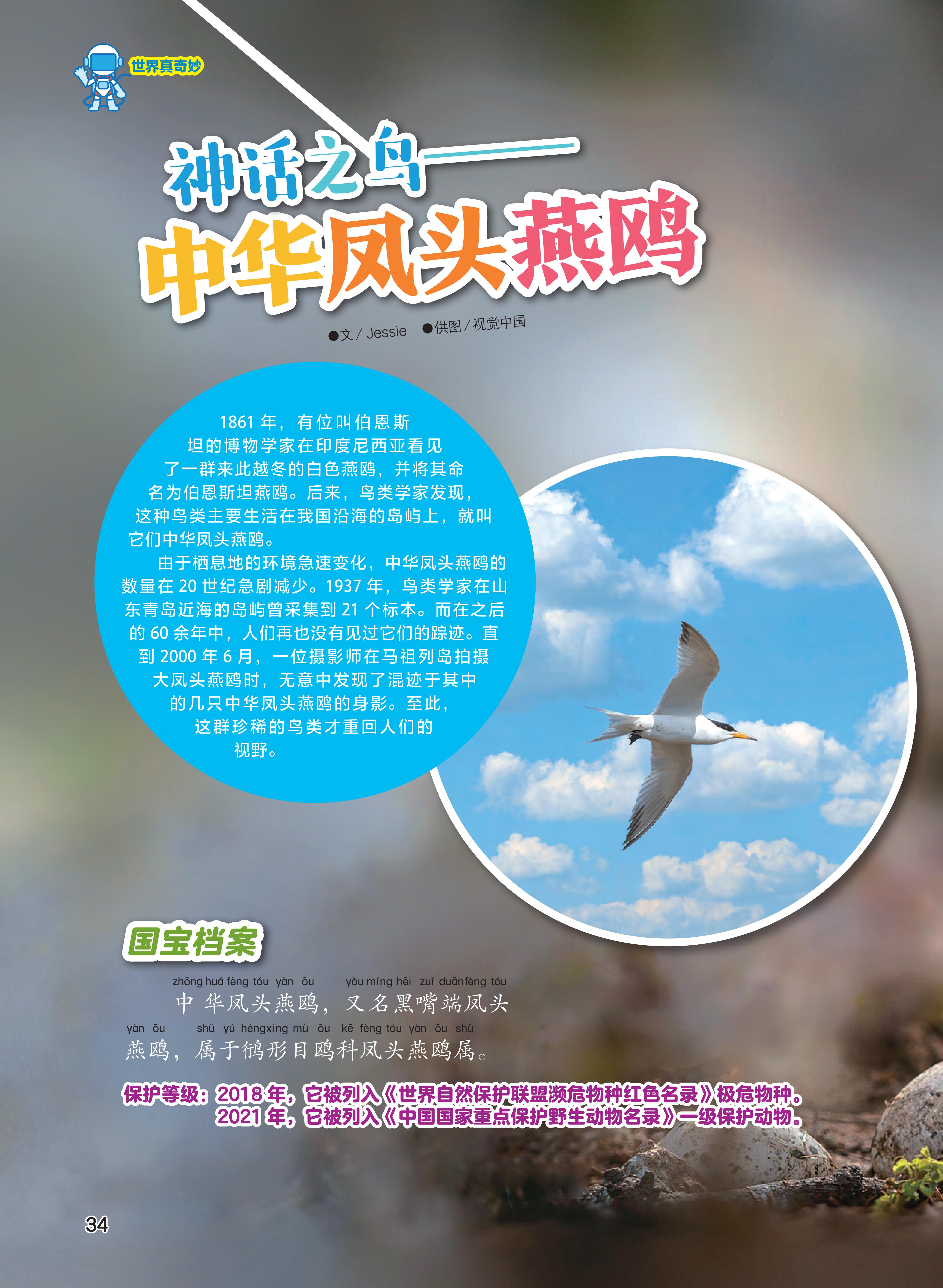 神话之鸟,凤头,燕鸥