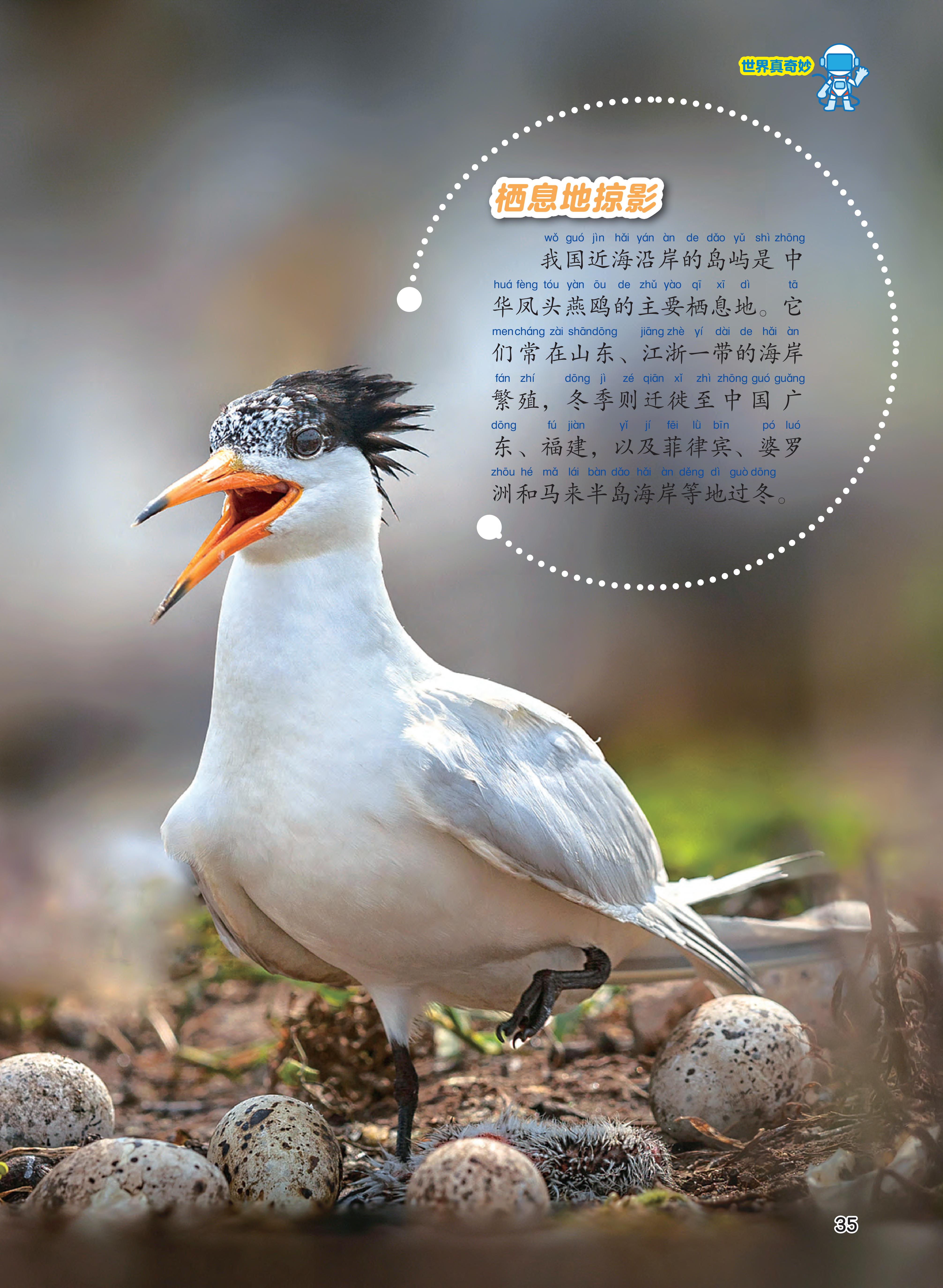 栖地,掠影,山东,繁殖