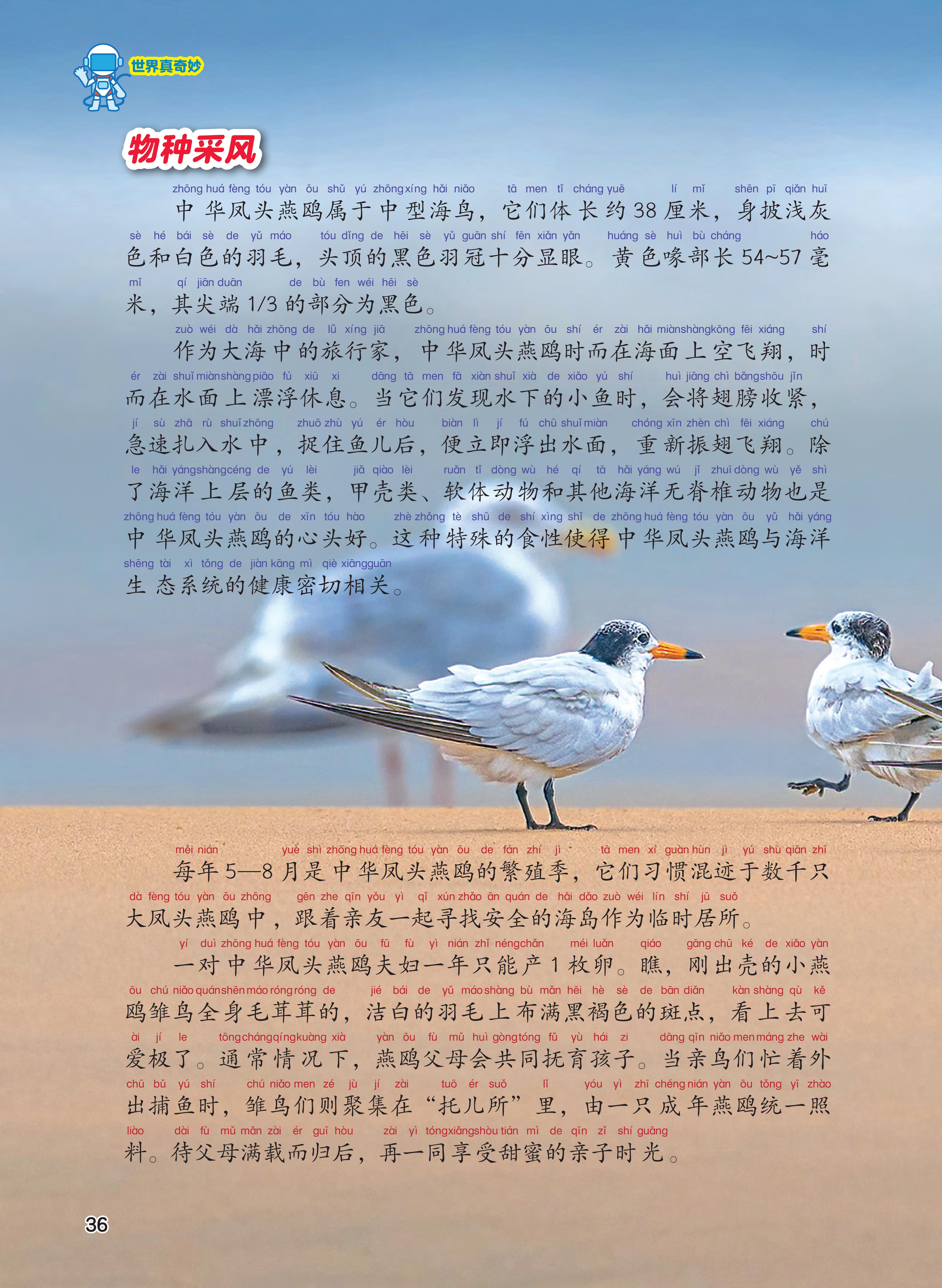 物种风采,海鸟,飞翔,斑点