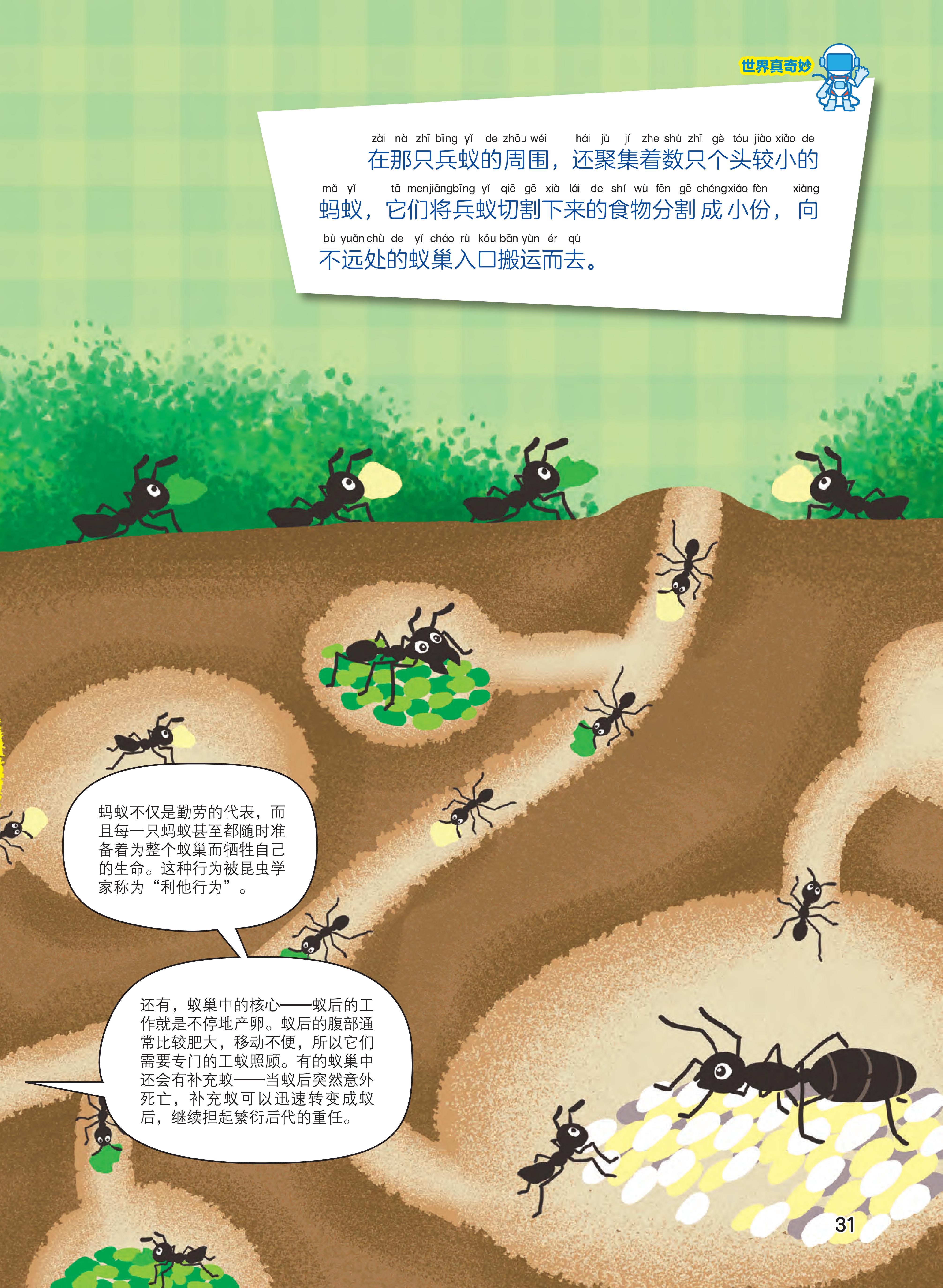 分割,蚁巢,搬运,蚁后,繁衍