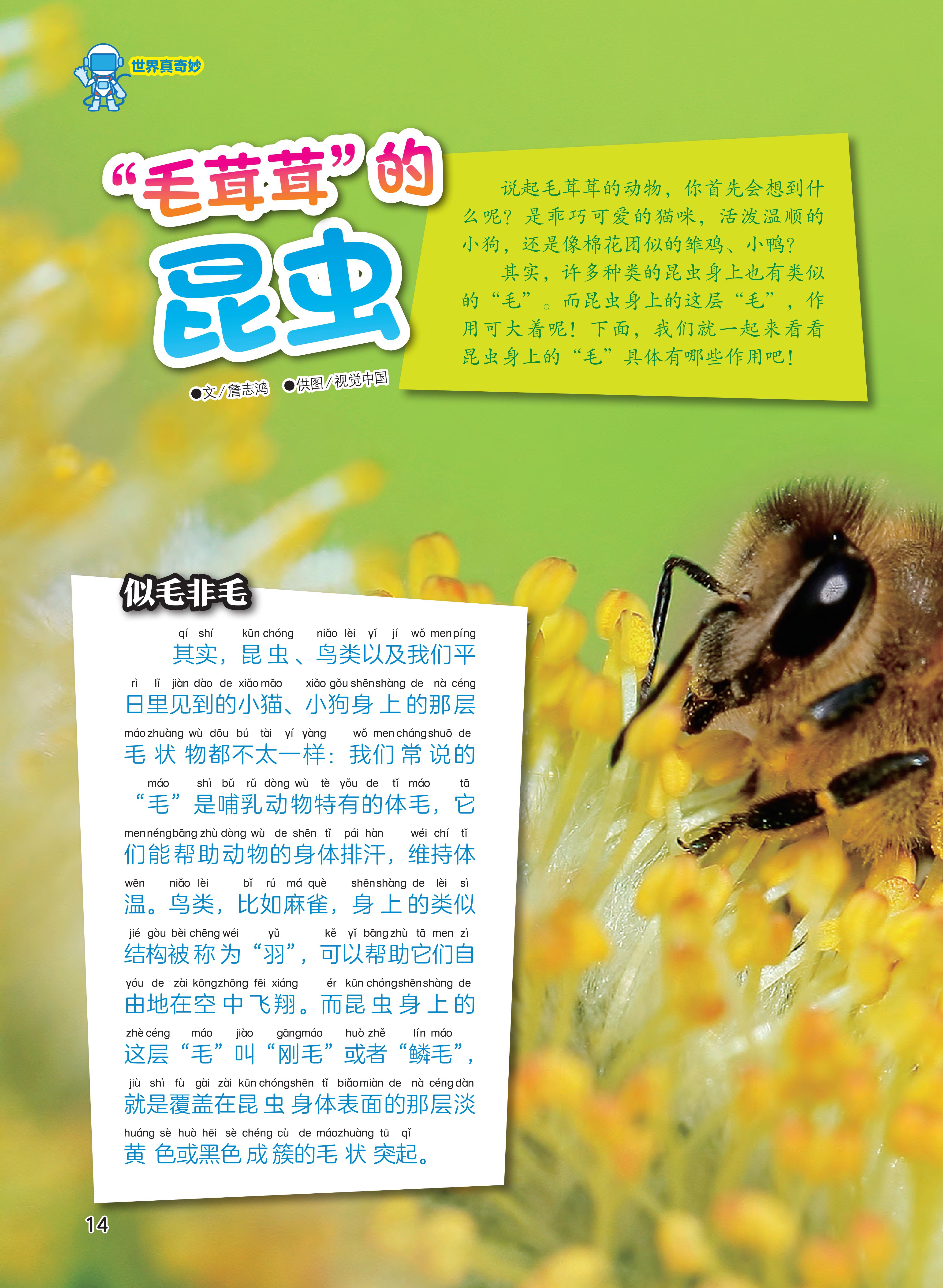 昆虫,毛茸茸,飞翔