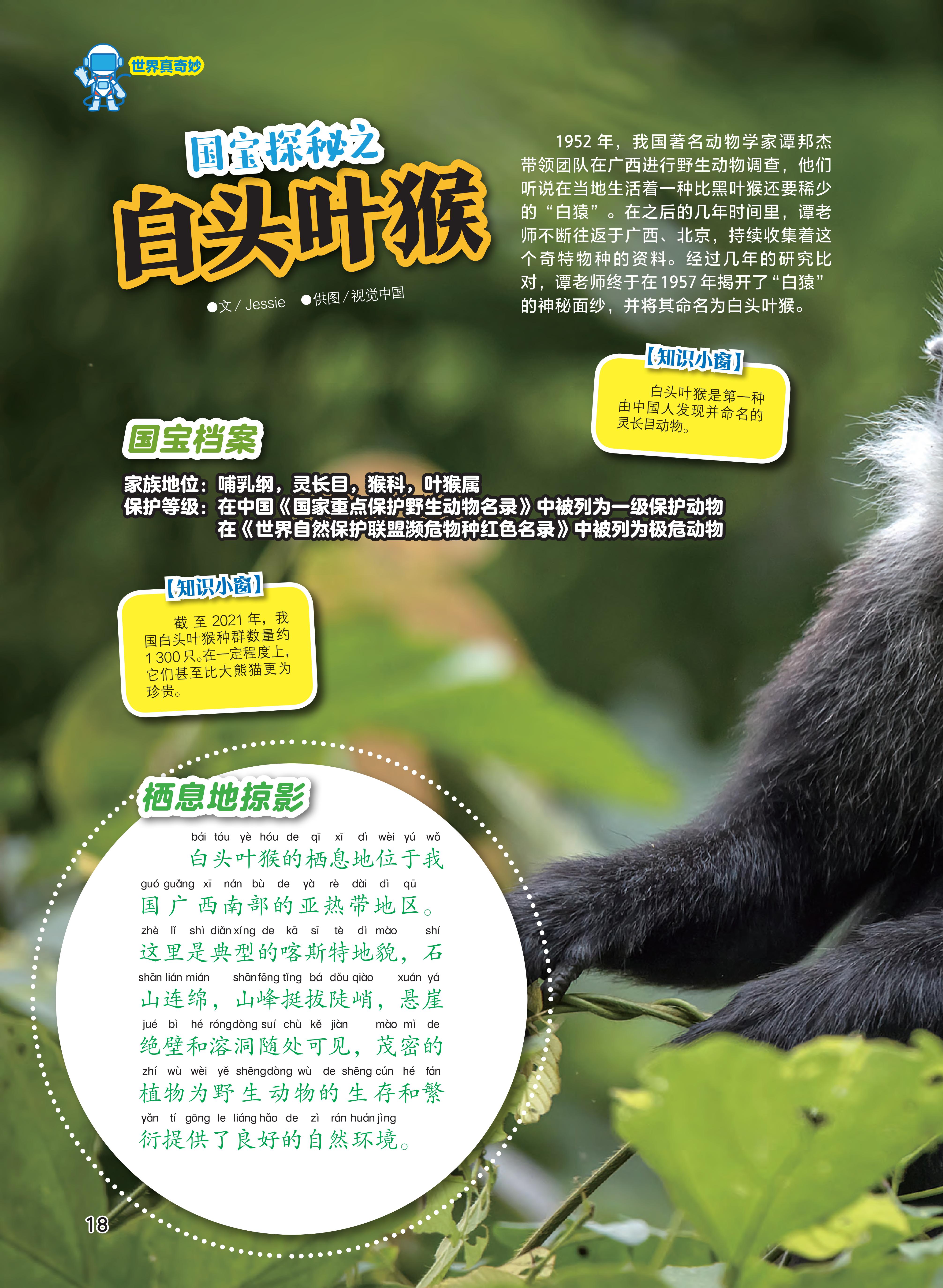 白头叶猴,山峰,动物,自然环境