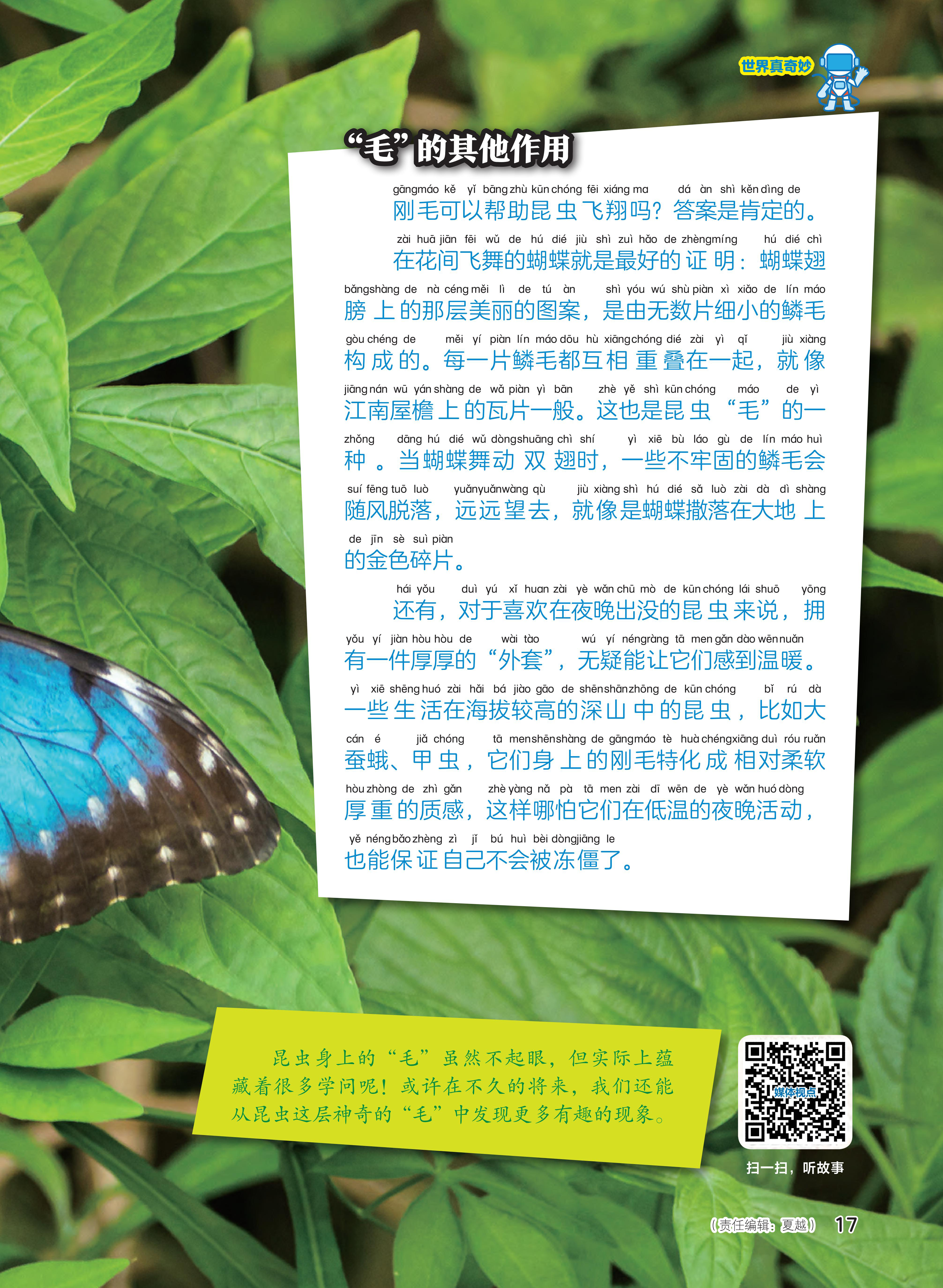 昆虫,温暖,夜晚