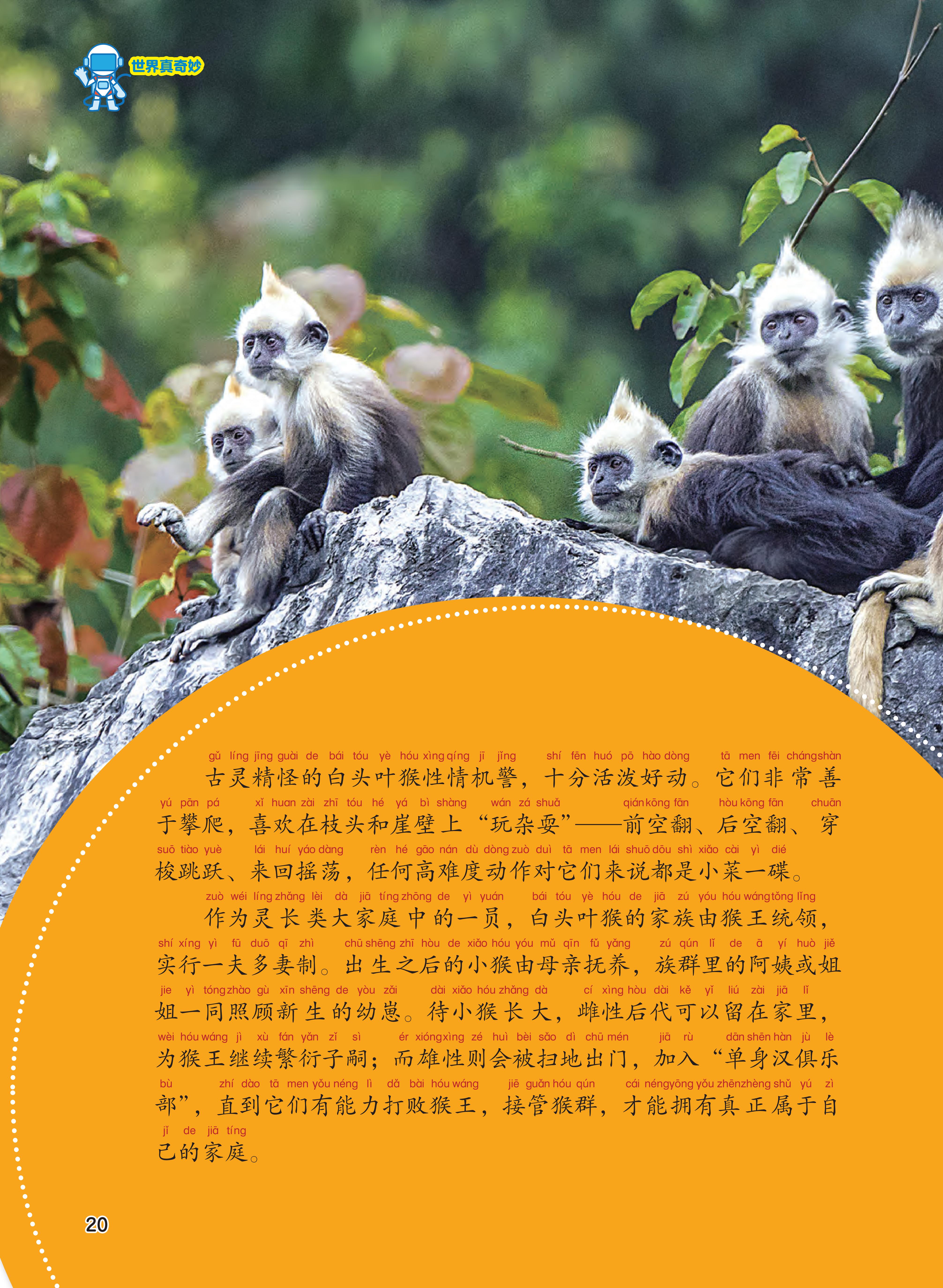 古灵精怪,玩杂耍,幼崽,猴王