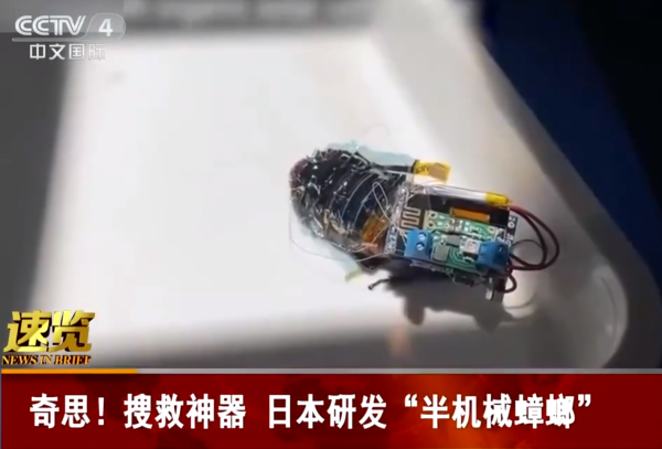 机械,蟑螂,新闻报道