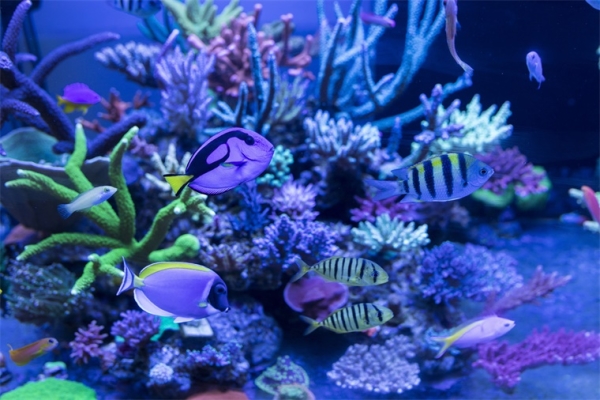 海洋,藻类,海底世界 海洋,藻类,海底世界