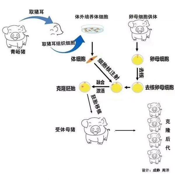 克隆羊,克隆体,多莉 克隆羊,克隆体,多莉