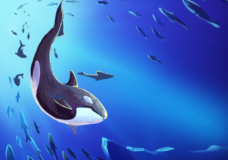 海洋卫士,虎鲸狩猎时如何交流,虎鲸之都是哪儿