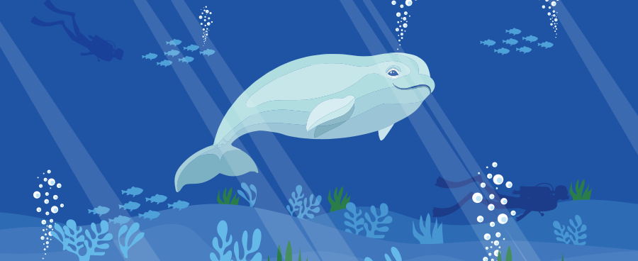 网红白鲸,白鲸长啥样儿,白鲸的生活