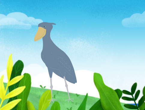 鲸头鹳,鲸头鹳危险吗,鲸头鹳的形态特征