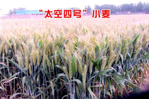“太空四号”小麦,航天育种培育的“太空四号”小麦 “太空四号”小麦,航天育种培育的“太空四号”小麦