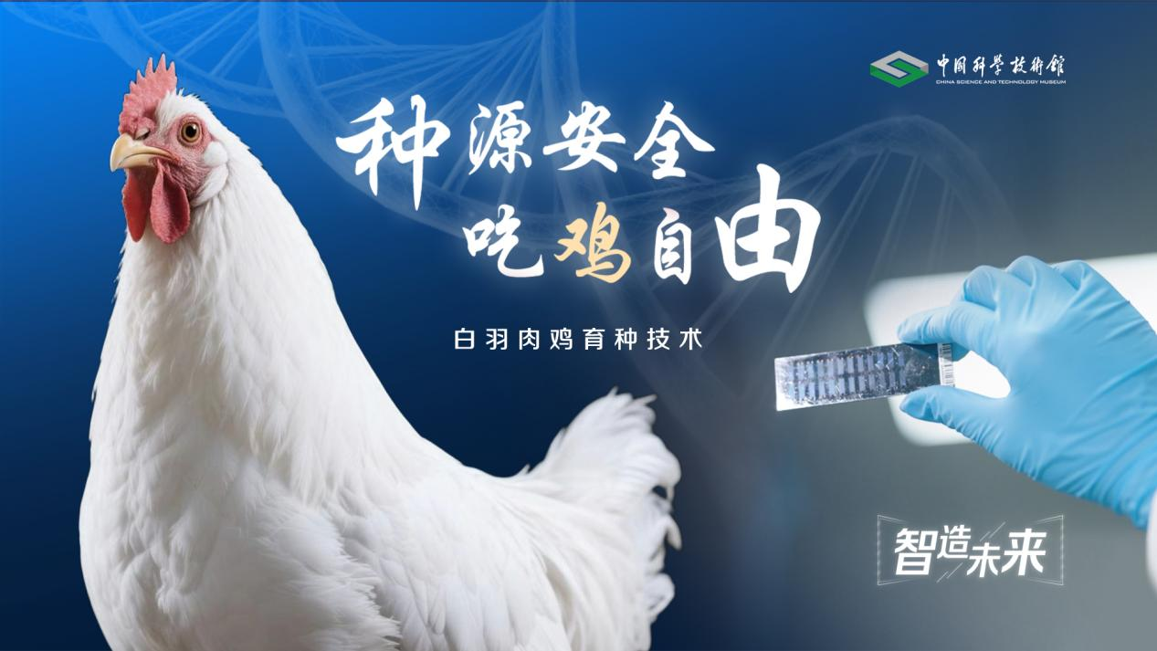 【智造未来】种源安全 吃鸡自由——白羽肉...