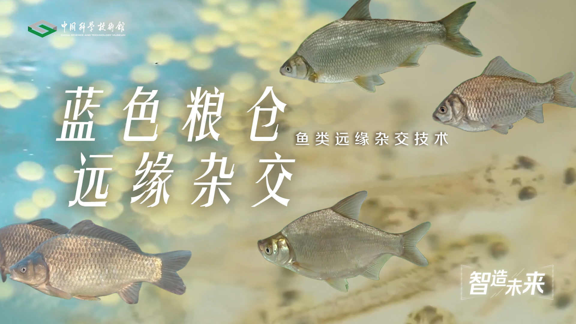【智造未来】蓝色粮仓 远缘育新——鱼类远...