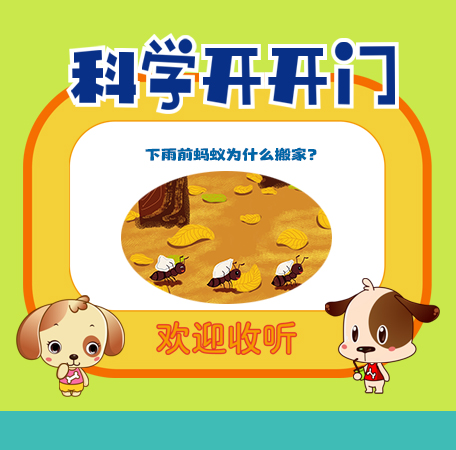 第442集 下雨前蚂蚁为什么搬家？