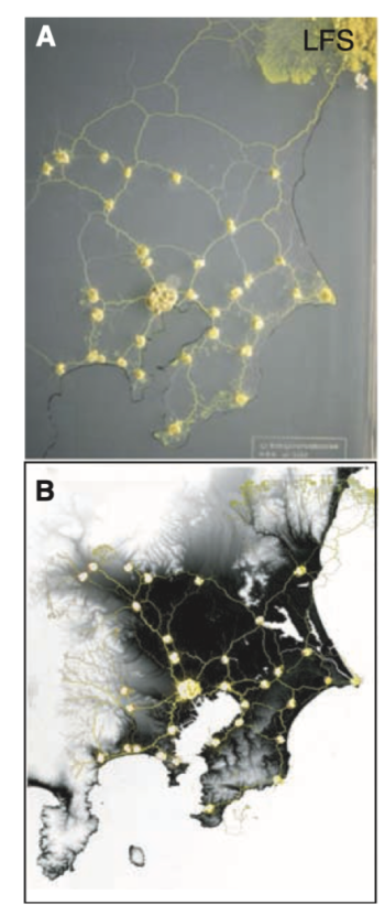 黏菌,东京铁路图