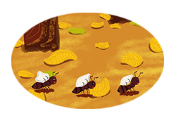 第442集 下雨前蚂蚁为什么搬家？