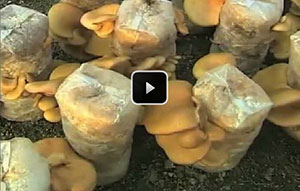 番茄、平菇，好邻里